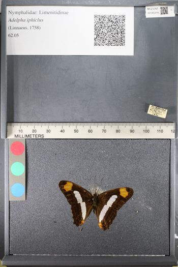 Media type: image;   Entomology 145314